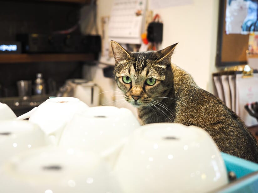 A cat behind some coffee mugs on the bar at Minimal Cafe in Taipei