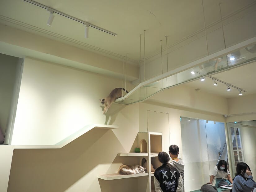 A cat climbing down from a walking ramp near the ceiling inside FuFu cat cafe in Taipei, with customers petting some cats below