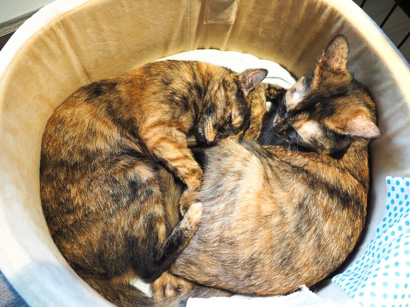 Two cats snuggling in a basket at Time with Cats cafe in Da'an district of Taipei