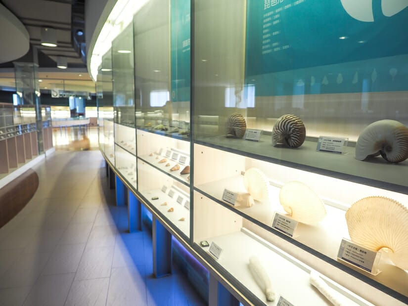 Shells displays inside Cijin Shell Museum