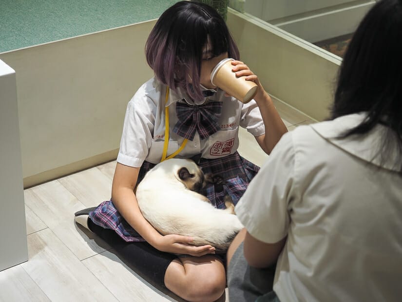 A teenage girl in school uniform holding a cat in Fufu Cat Cafe in Ximen, Taipei