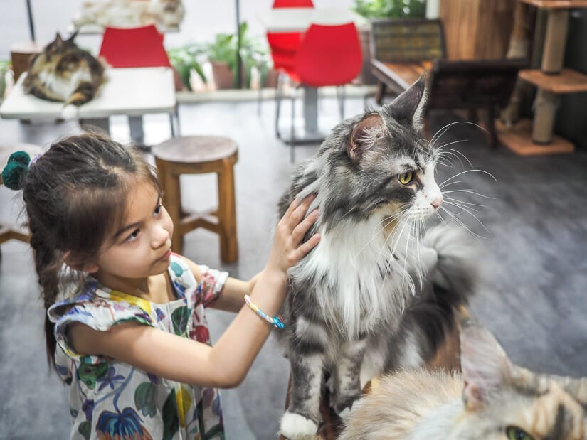 A young girl petting a Maine Coon at Genki Cat Cafe in Taipei