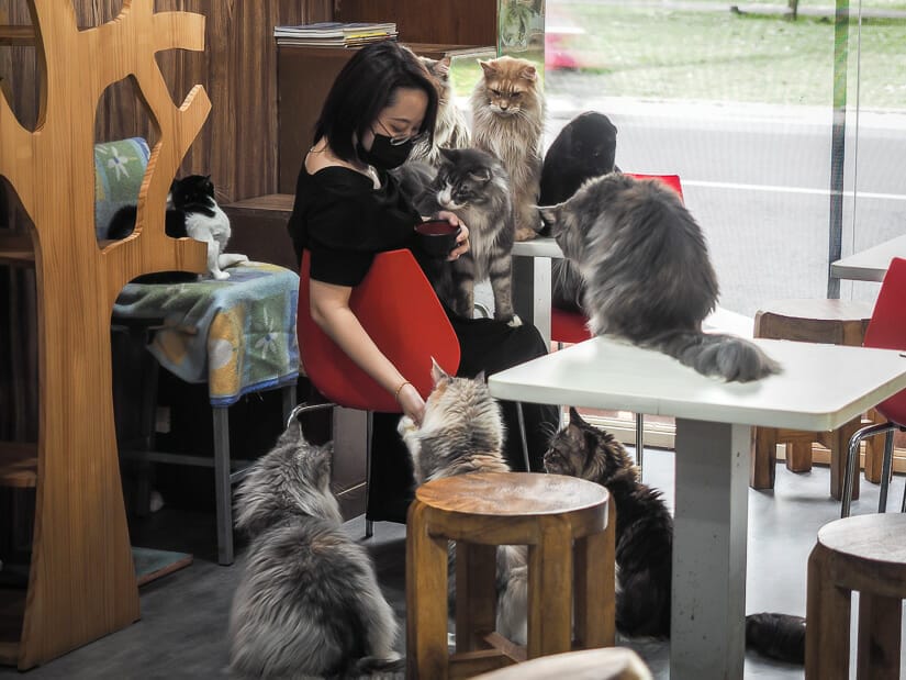 A Taiwanese women surrounded by and feeding Maine Coons in a Taipei cat cafe