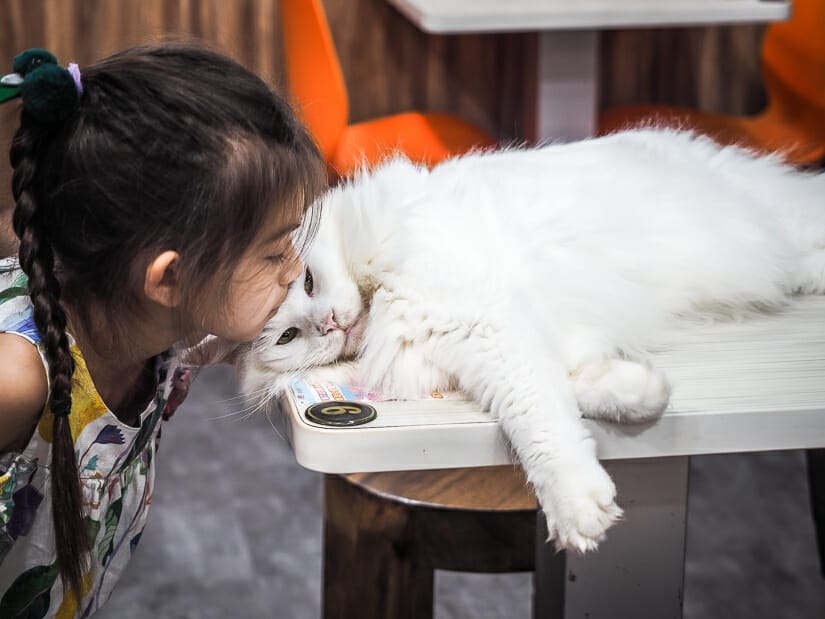 A young girl kissing a white Main Coon cat that is resting on a cafe table