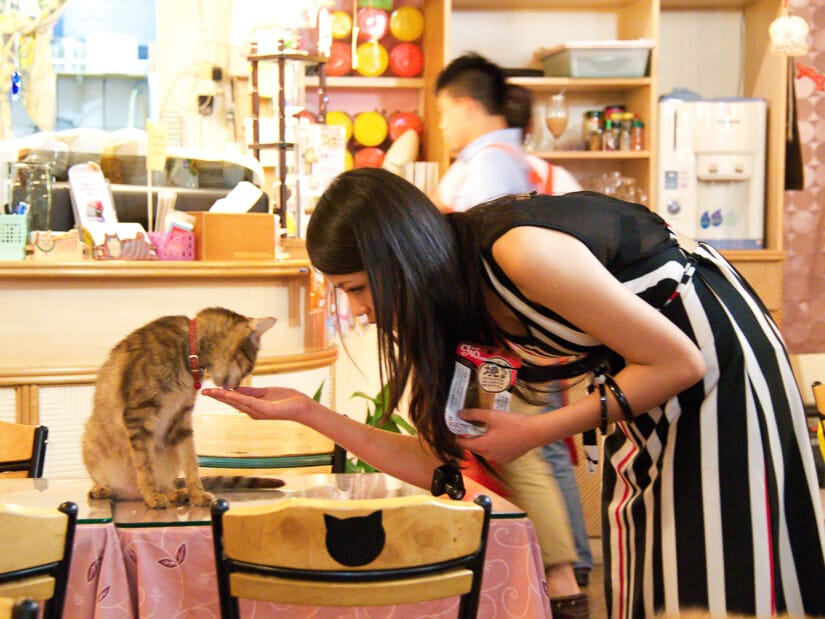 A female Taiwanese feeding a cat in Kitty Coffee Garden Cafe