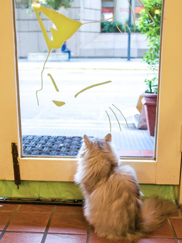 A cat looking out the front glass door of a Kitty Coffee Garden, with a cat face-shaped sticker on the door