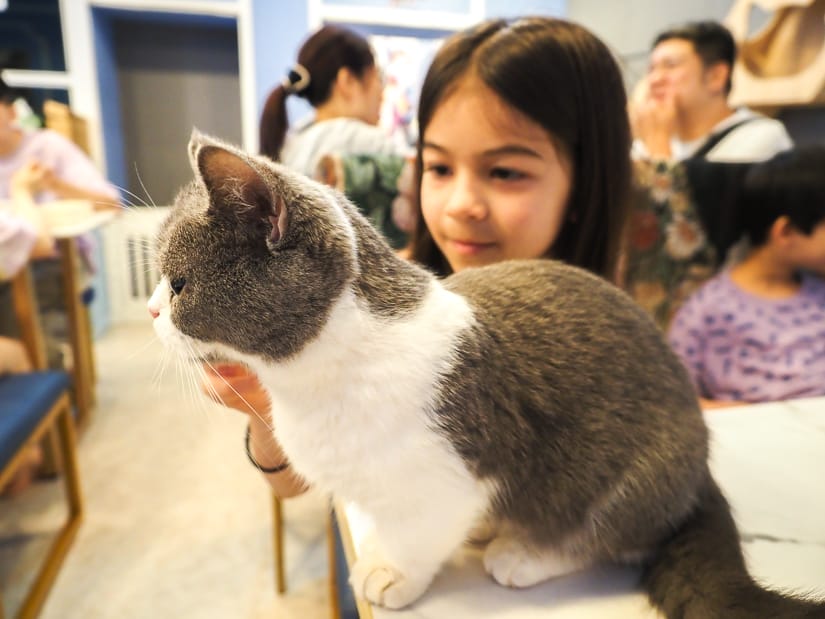 A white and gray short-legged cat on a table with a young girl petting it