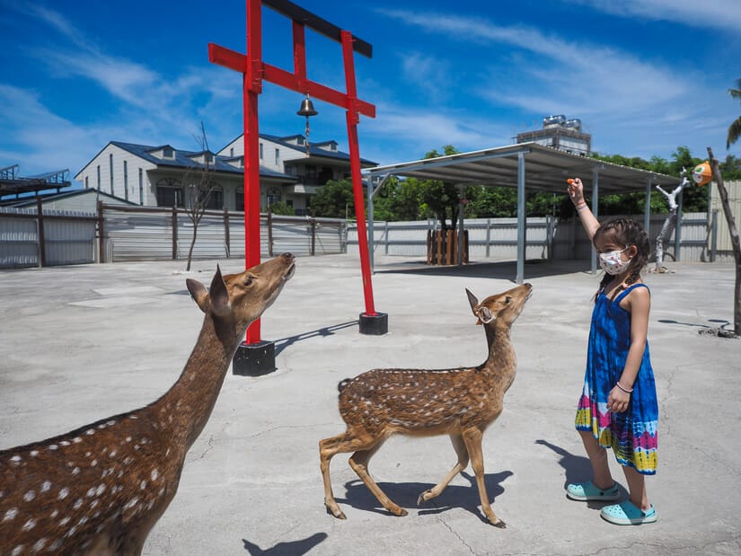 A kid holding up food to feed to a sika deer on Xiaoliuqiu