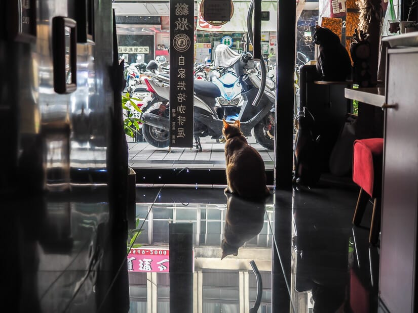 Two cats looking out the window at Mask Cat Cafe in Taipei City