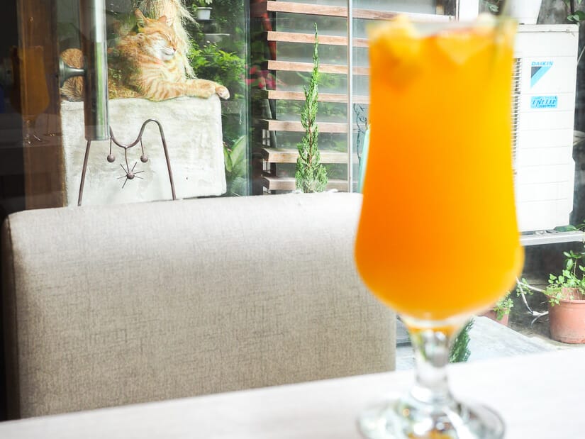 An orange drink on a table with a cat in the background at Minimal Cafe, one of the best cat cafes in Taipei