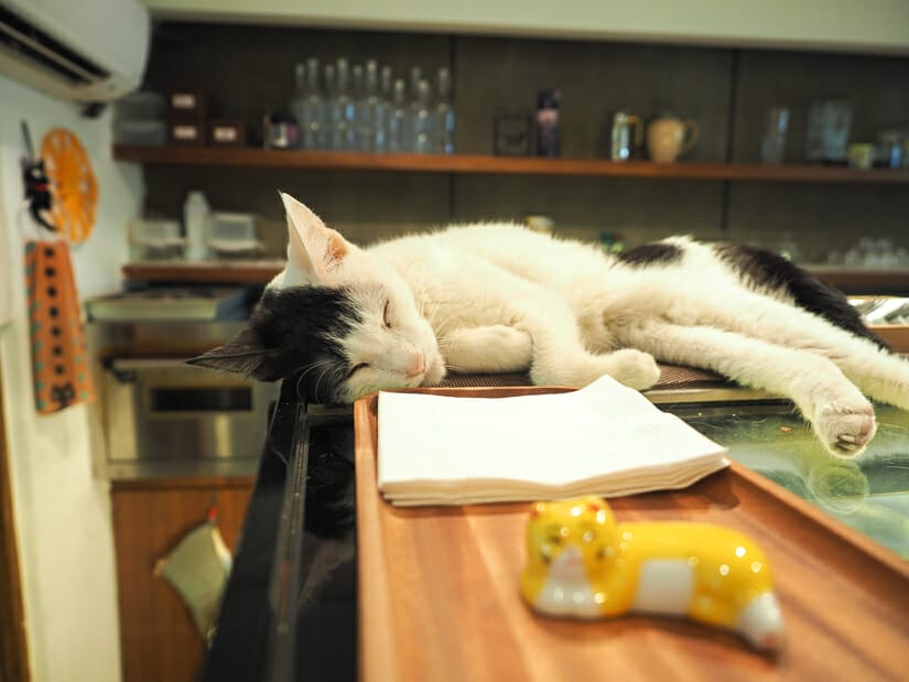 A cat sleeping on the bar at Minimal Cat Cafe in Taipei