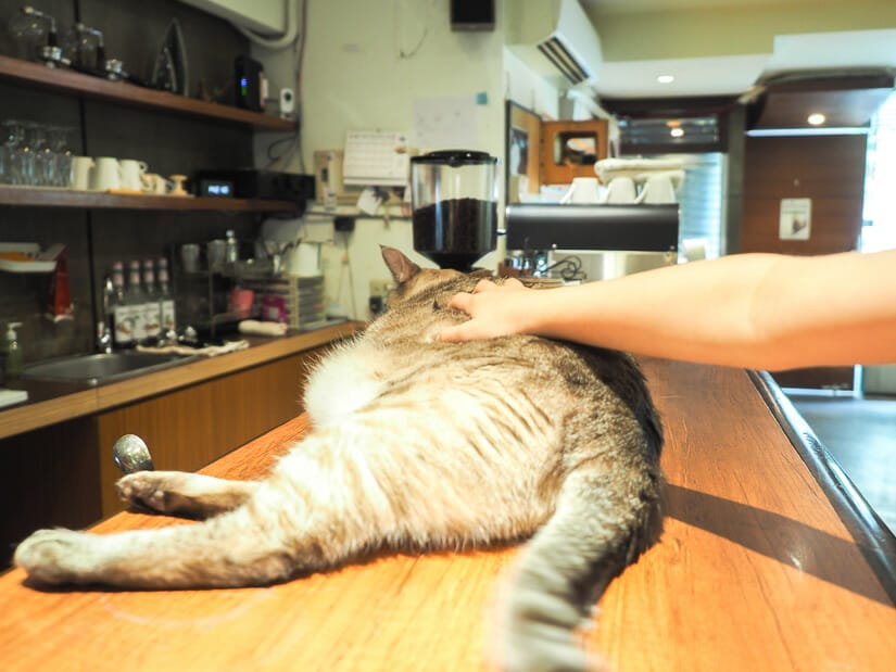A cat lying on the bar at Minimal Cafe in Taipei, with a hand reaching out and petting it