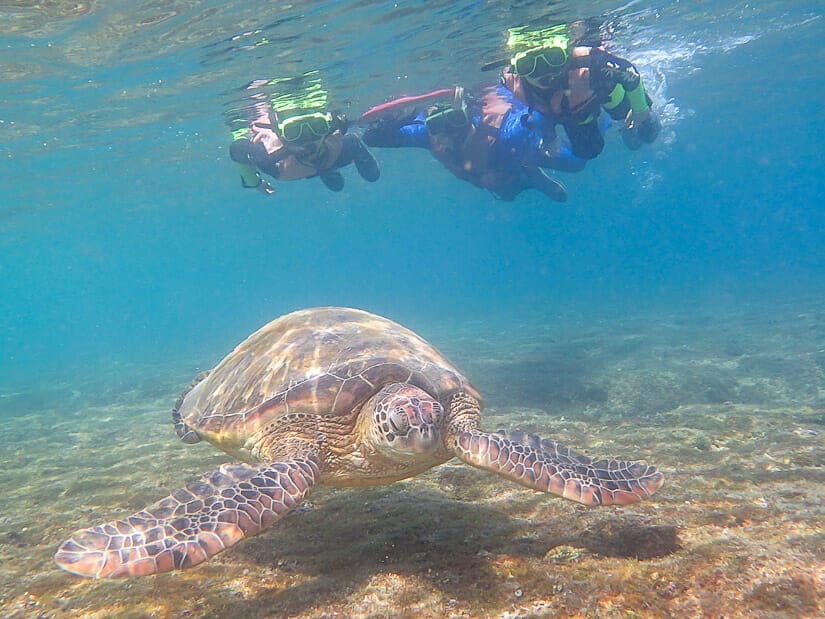 Three people snorkelling above a giant sea turtle on Xiaoliuqiu
