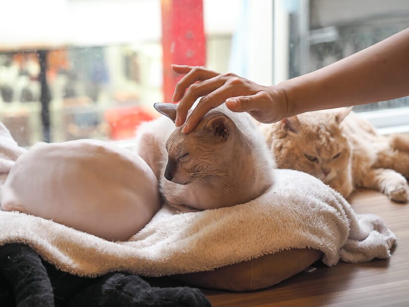 Two sphinxes and one other cat resting on a cat bed at Fufu Cat Cafe in Ximen, with a hand reaching out and petting one of the sphinxes