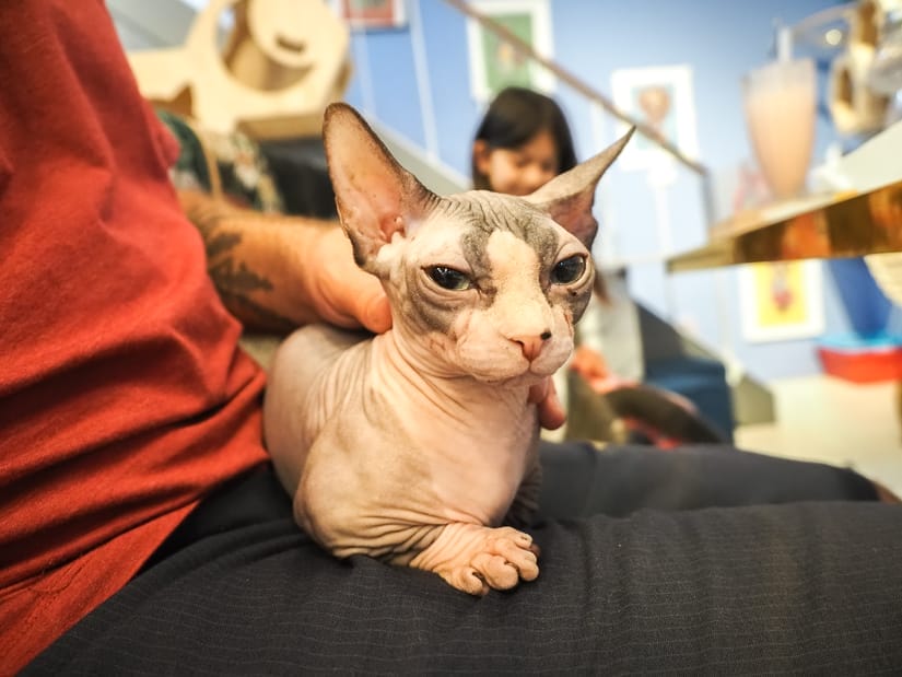 Close up of a sphinx on a man's lap and he's petting it, with a kid behind