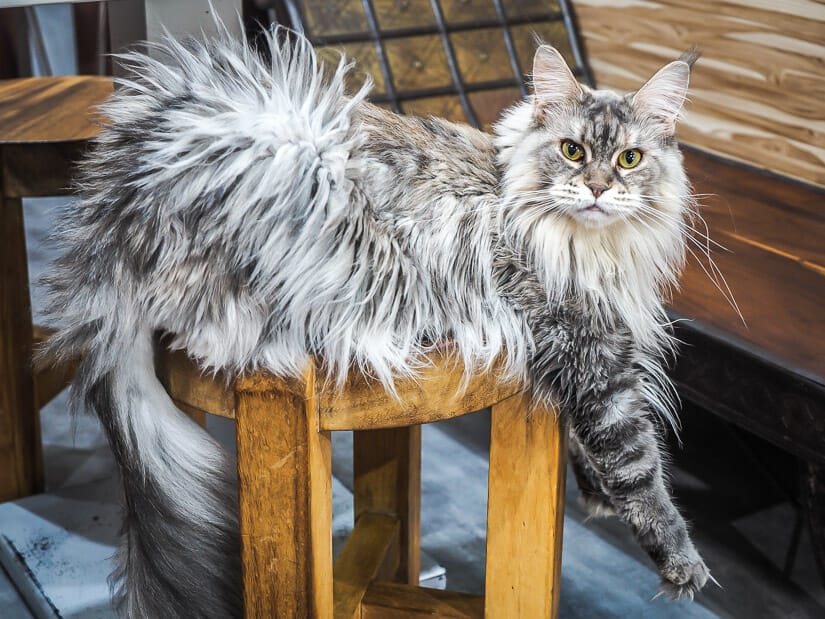 A gry and white Maine Coon cat relaxing on a wooden stool with his front legs hanging down