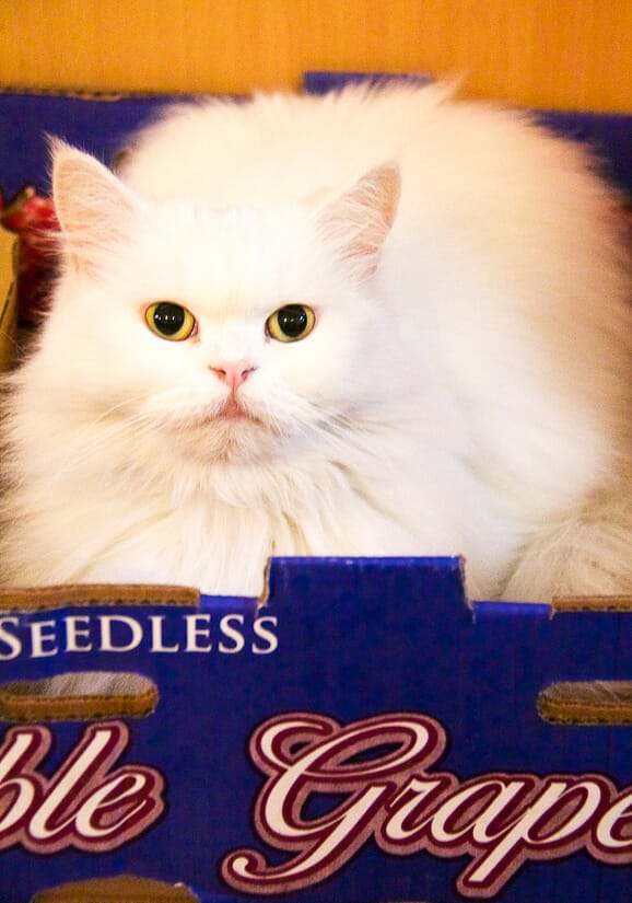 A poofy white cat sitting in a purple box in Kitty Coffee Garden Taipei