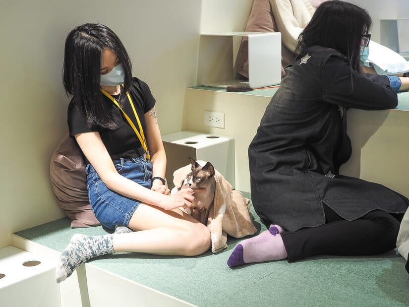 A teenage girl petting a cat in FuFu Cat Cafe, Ximending, Taipei