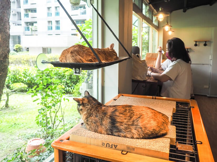 Some girls sitting at a table looking out the window, with some cats relaxing on cat beds beside them, at Time with Cats Cafe in Taipei