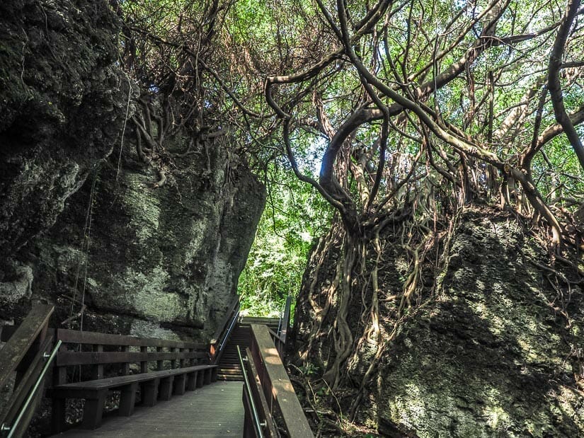 A wooden path with tree roots growing up the rocks on either side on the Wild Boar Ditch trail, Xiaoliuqiu