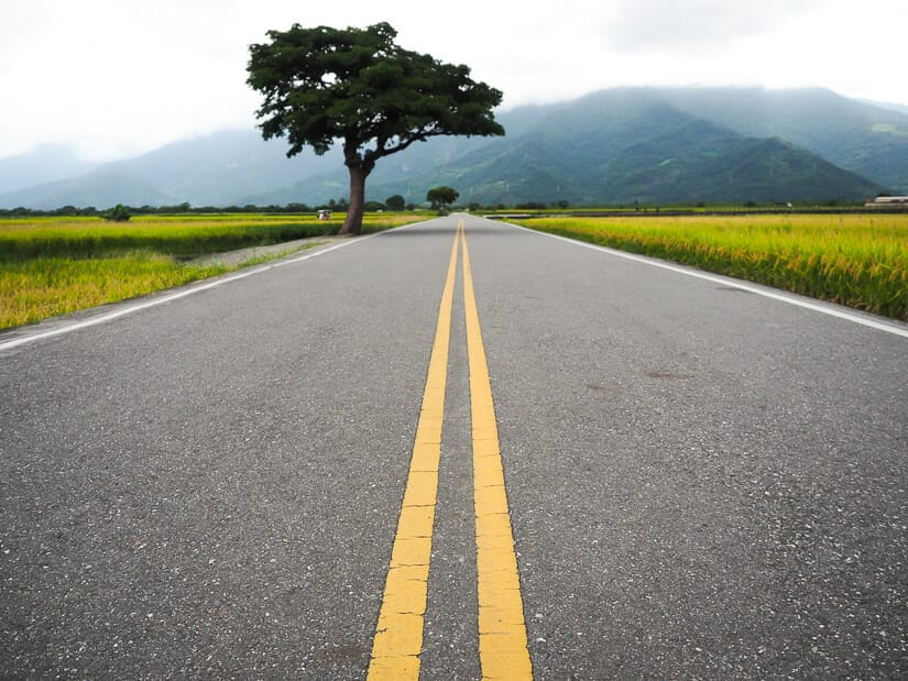 A shot of Brown Boulevard looking up the road and taken from close to the pavement, with a tree on the side of the road