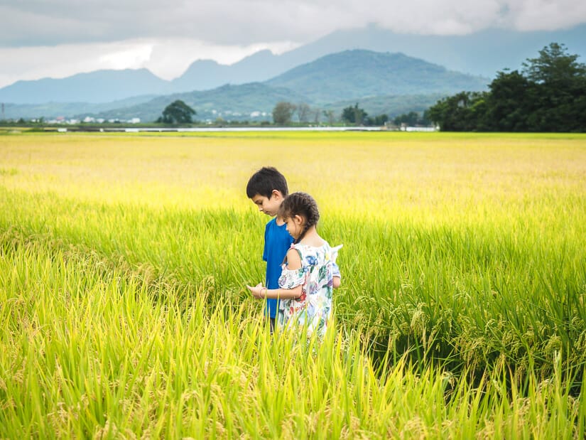 Two kids standing in a rice field in Chishang