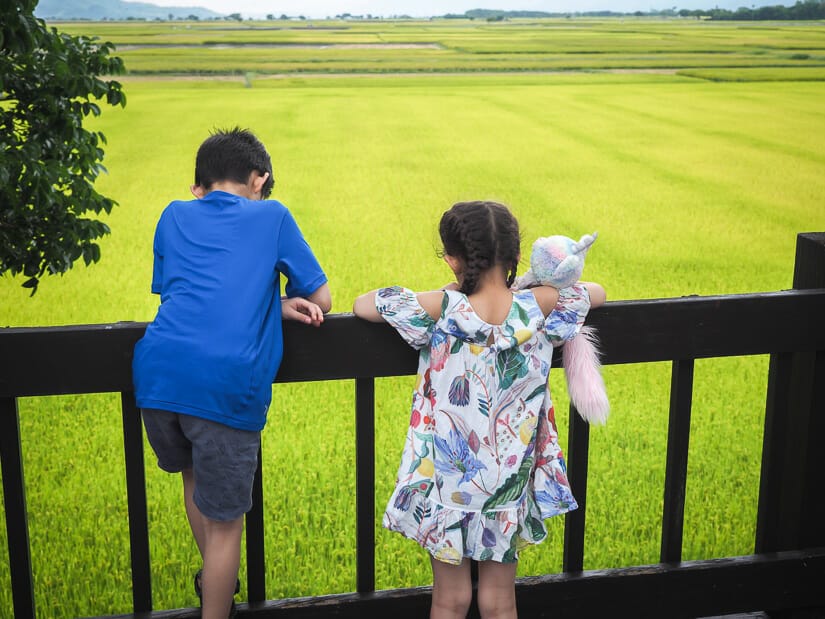 Two kids looking at the view of rice paddies from the Great View Pavilion in Chishang Taitung
