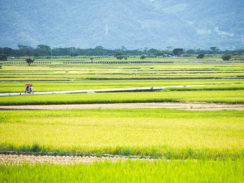 An electric bicycle driving between rice paddies in Chishang