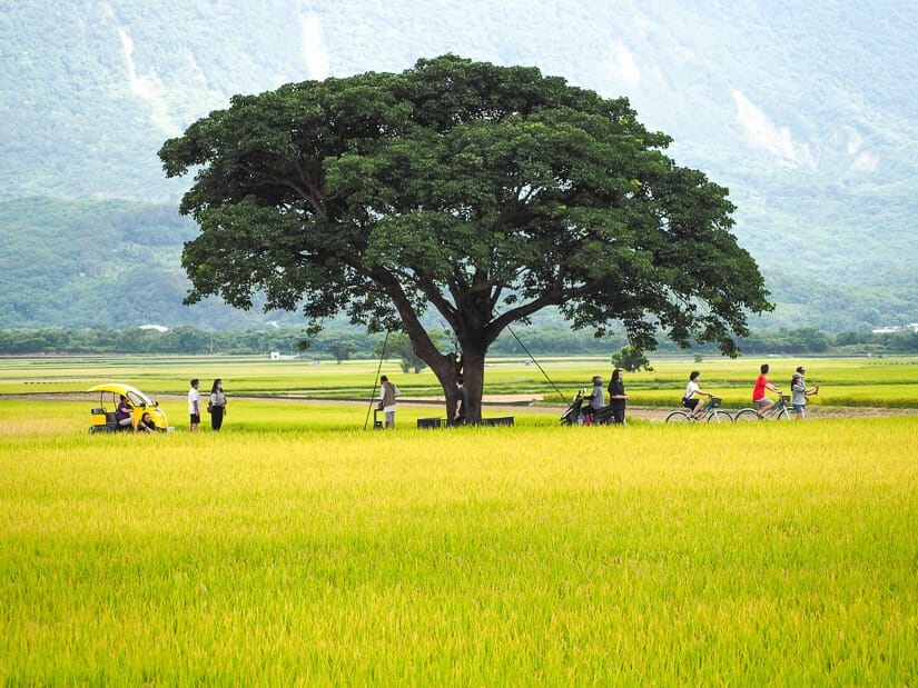 Groups of Taiwanese people standing below Takeshi Kaneshiro Tree in Chishang