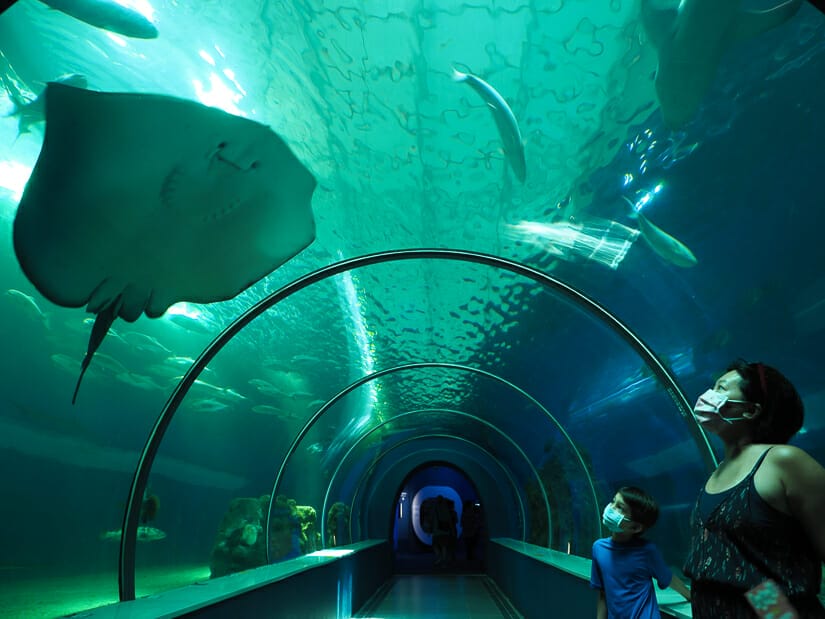A Taiwanese mother and child looking at sea life in a underwater tunnel in Penghu Aquarium