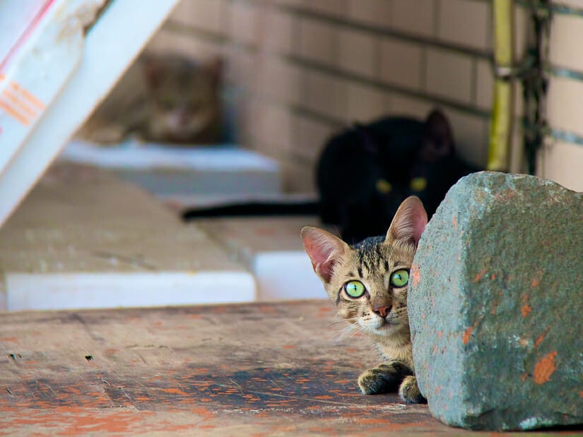 Some cats peeking around the corner inside Penghu Fish Market on Magong Harbor