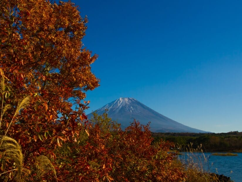 View of Mt. Fuji from Lake Motosuko, with trees on the left in autumn