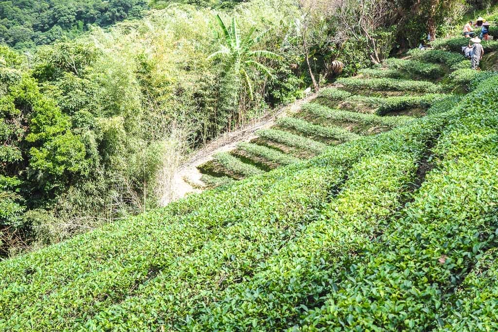 A terraced tea field with workers harvesting the tea