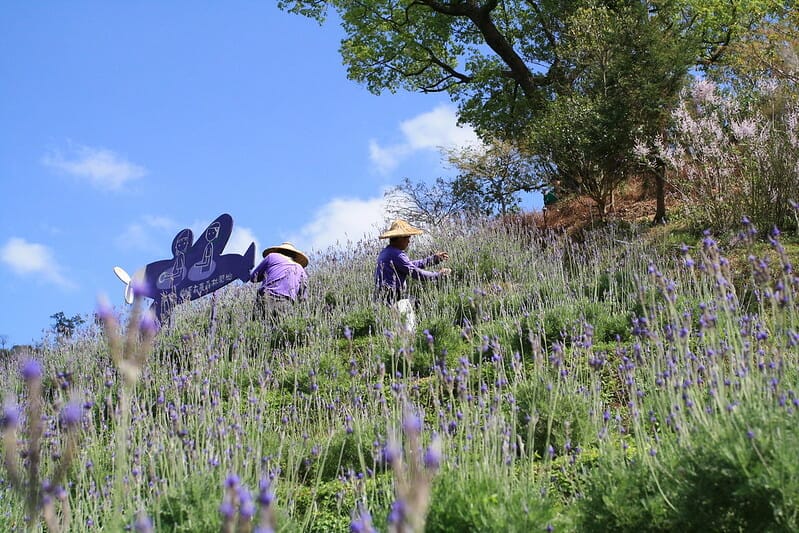 Farmers picking lavender flowers at Lavender Cottage in Taichung