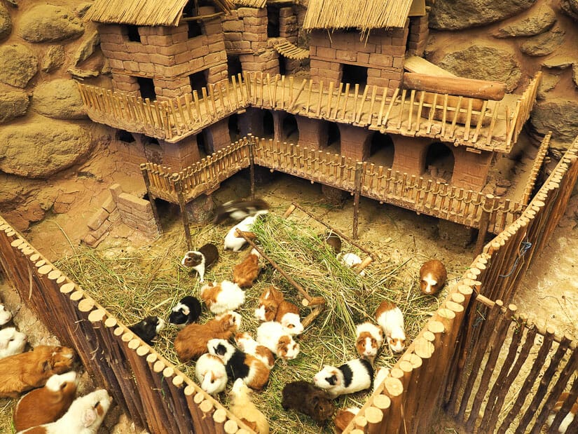 Many guinea pigs running around in a pen with a guinea pig house behind them