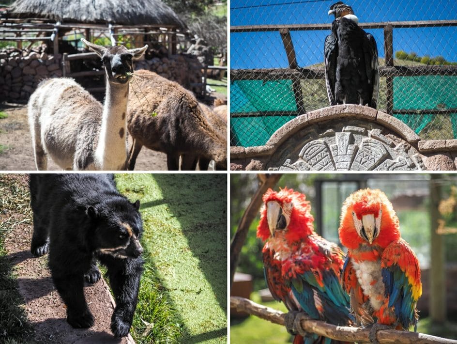 Llamas, condor, Andean bear and parrots at Cochahuasi Animal Sanctuary in Cusco