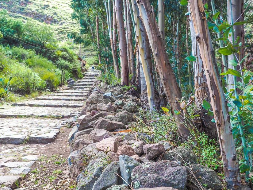 A stone trail going past eucalyptus trees and leading to the lower entrance to Pisac ruins