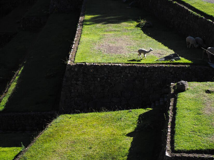 A llama standing on a green terrace at Pisac ruins with some more llamas hiding in the dark shadows on the side