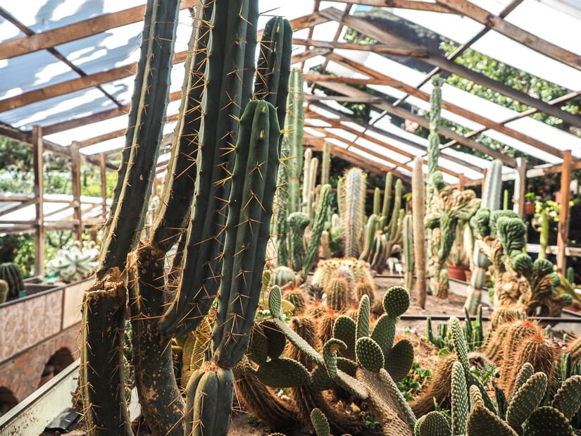 Cacti in Pisac's Botanical Garden under a roof