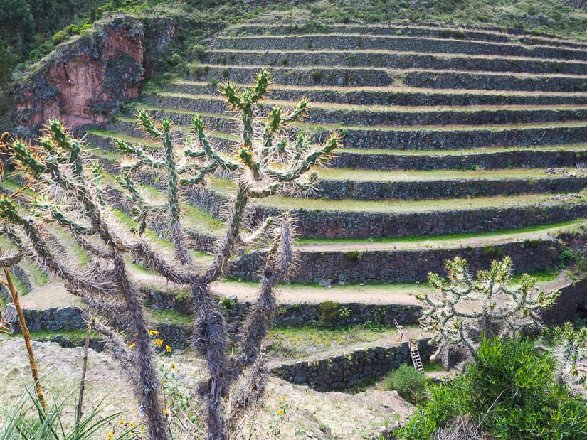 Some cacti, with Pisac terraces visible behind