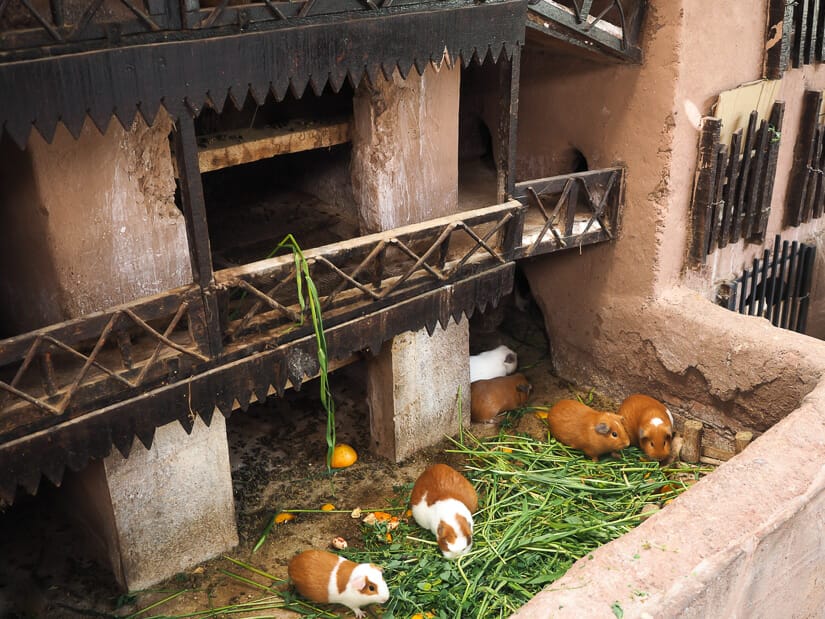 A guinea pig house with guinea pigs in it eating grass