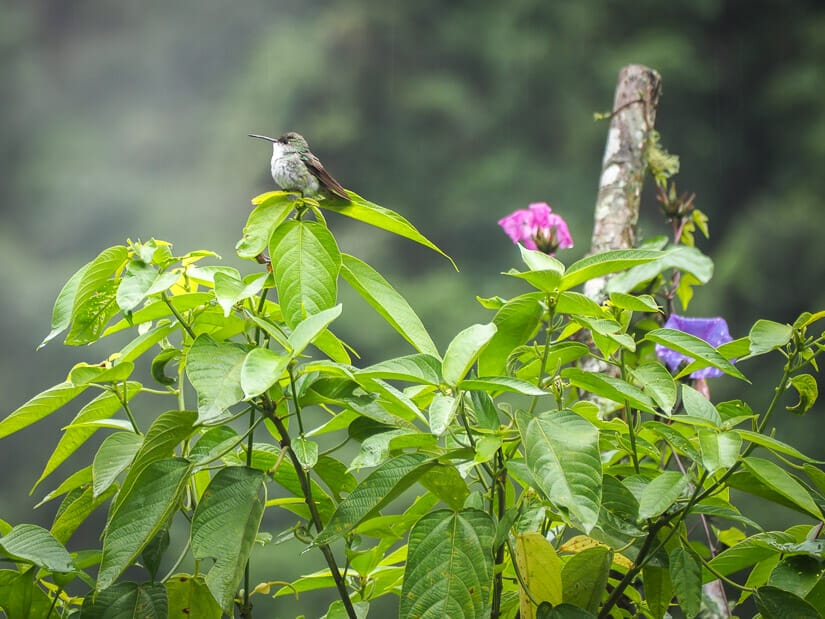 A hummingbird on a bush with flowers