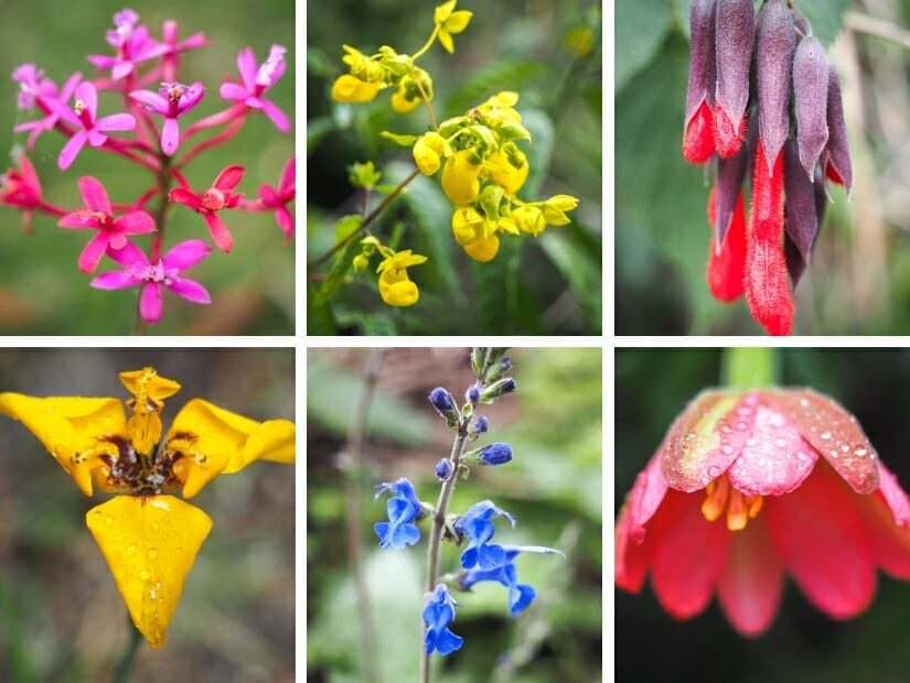 A collage of six colorful flowers on the Inca Trail