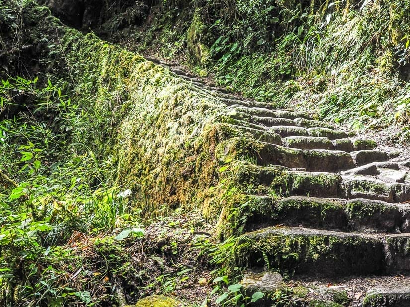Stone staircase on the Inca Trail covered in green moss