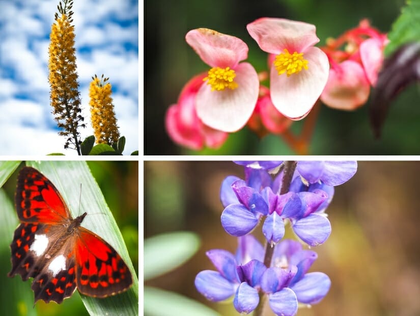 A collage of flowers and a butterfly seen on the Inca Trail
