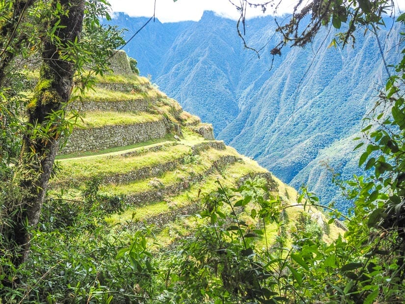 Terraces of Intipata ruins on the Inca Trail, framed by trees