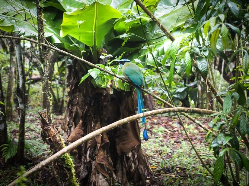 A blue tropical bird in the jungle