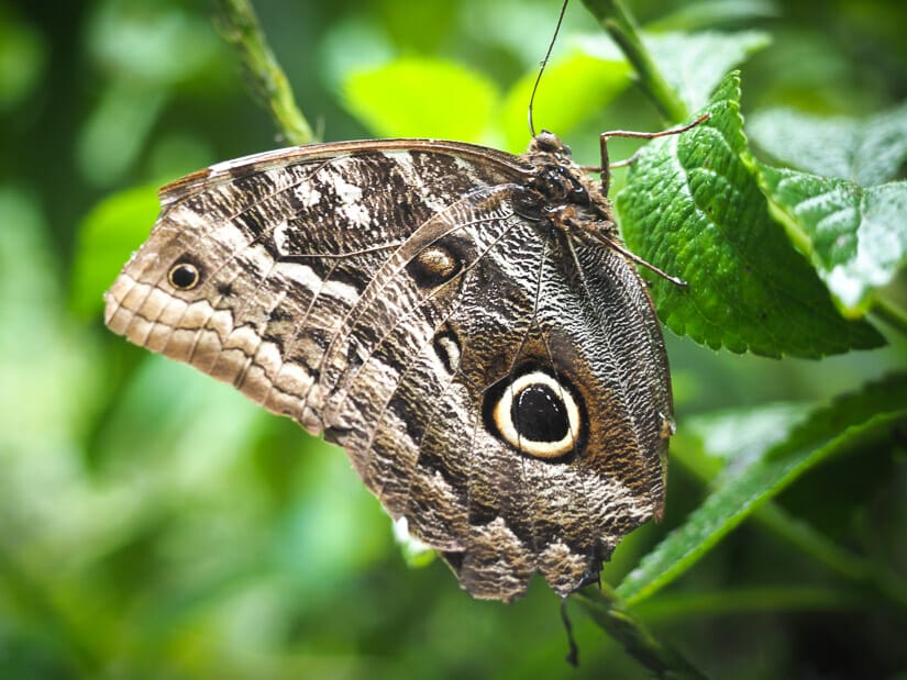 Close up of a large gray butterfly
