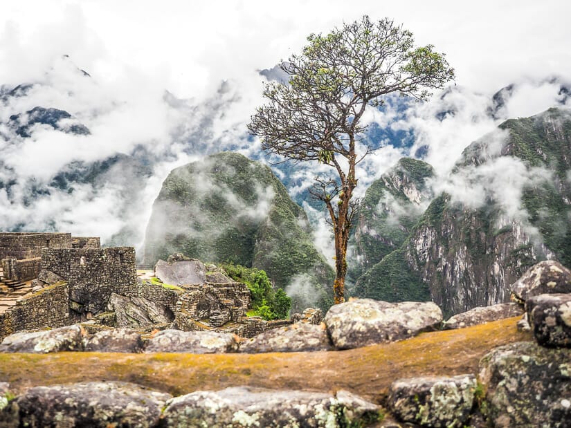 A distinctive tree surrounded by ruins at Machu Picchu