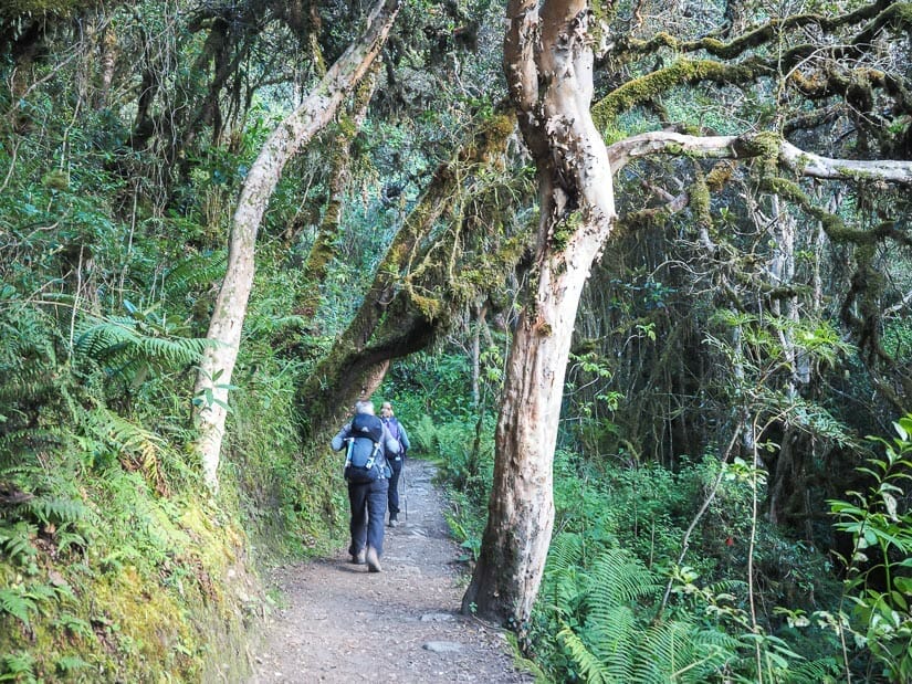 Trekkers hiking between some polylepis trees on the Inca Trail